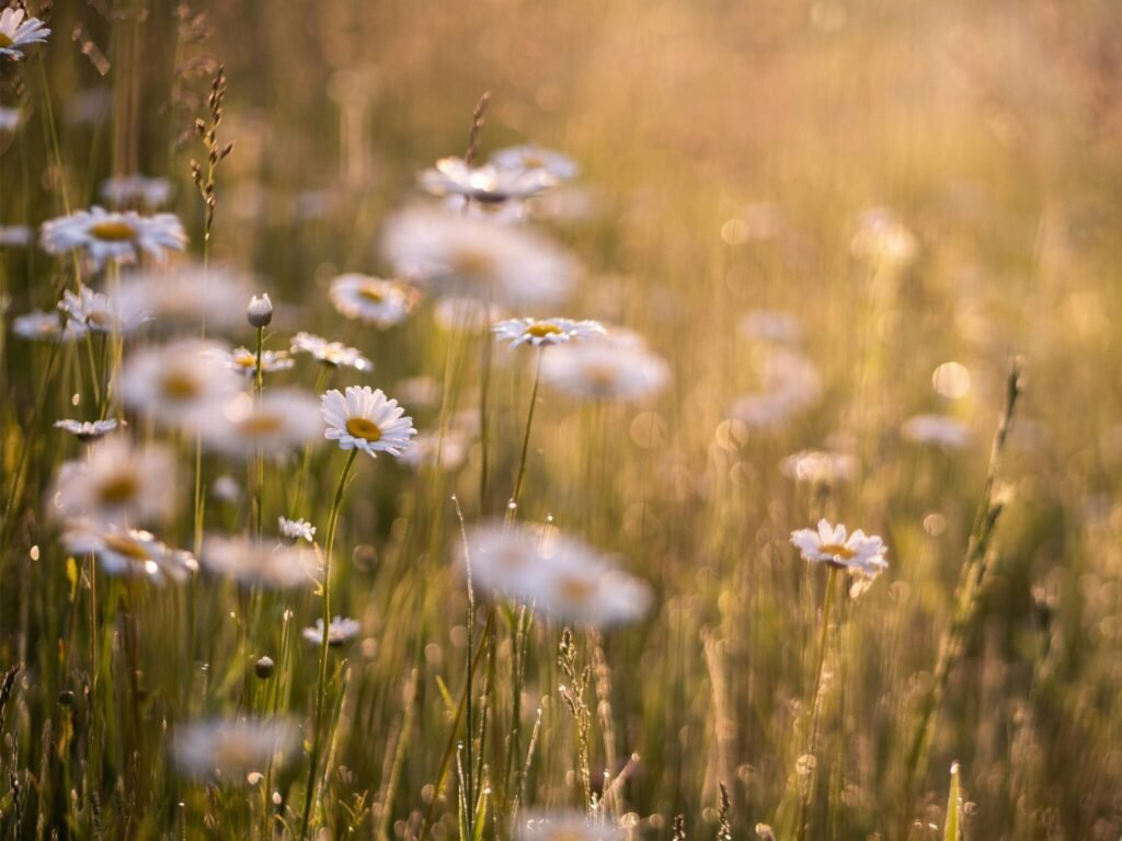 A sunny field of daisies symbolizing growth, imperfection, and beauty in seasons of struggle.